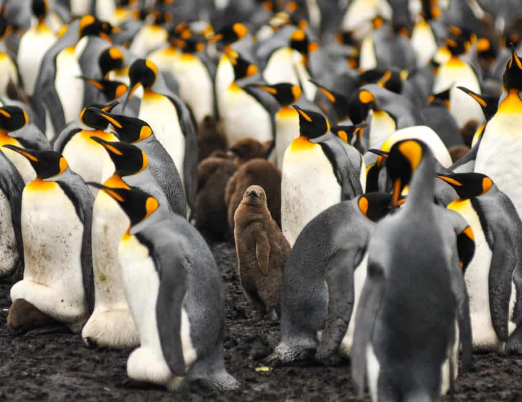 Ethical Wildlife