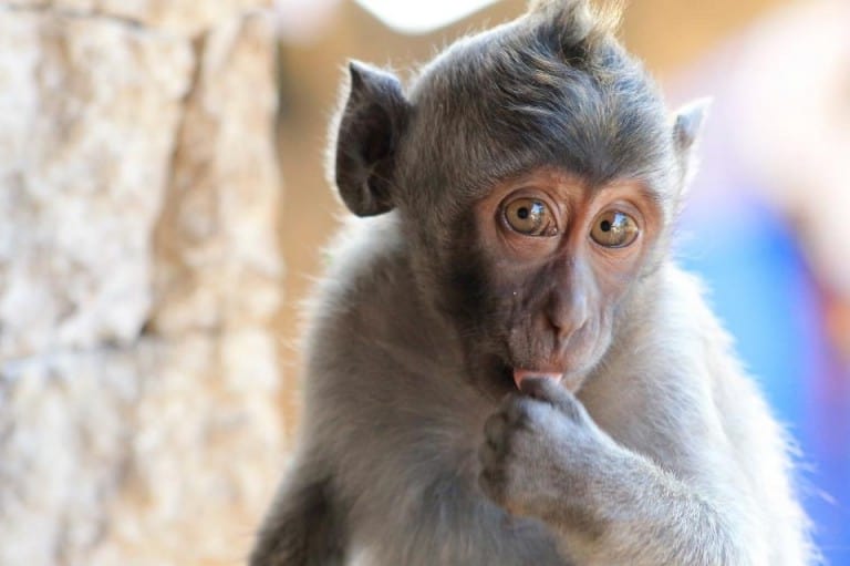 Monkeys at Uluwatu Temple