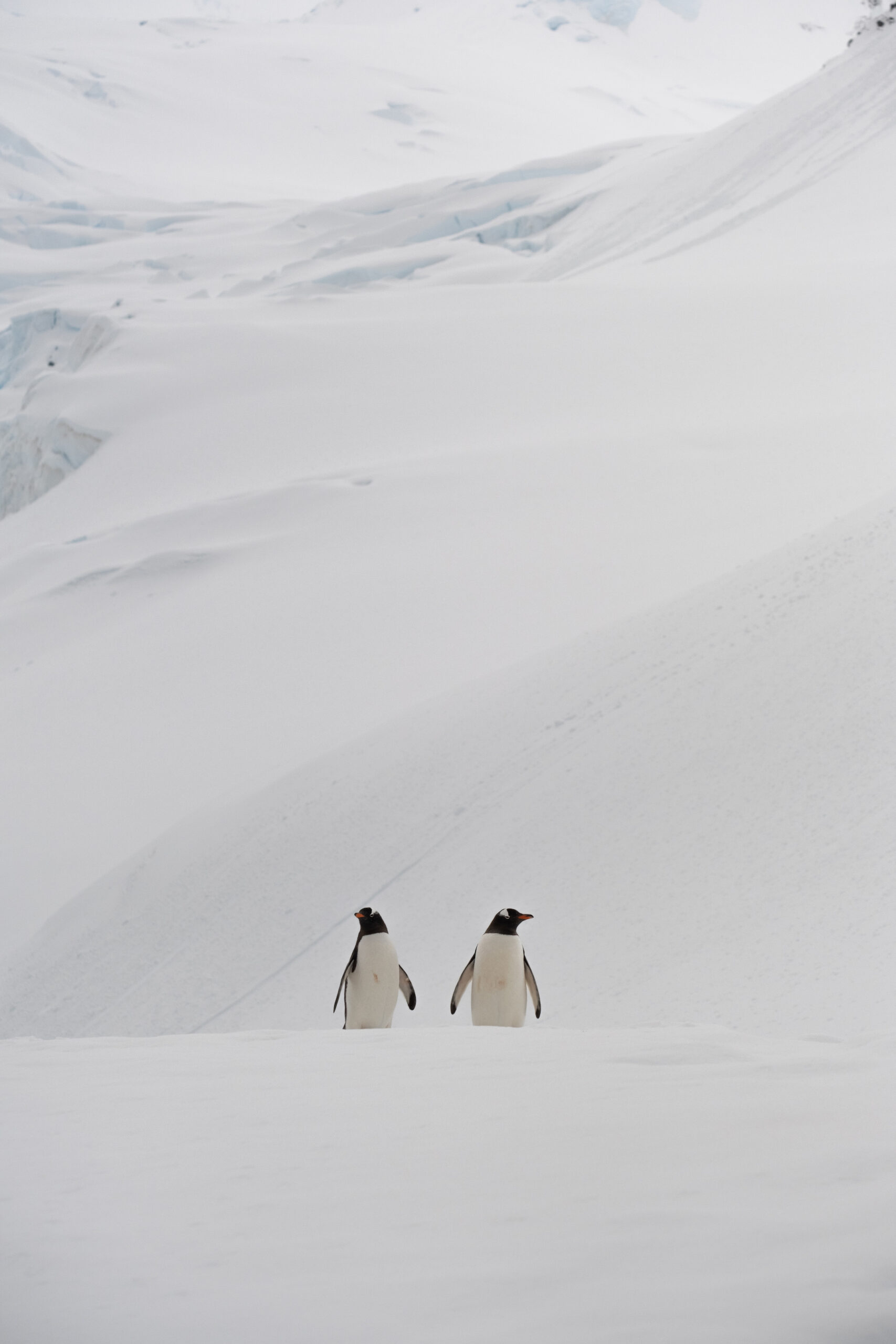 Penguins in Antarctica