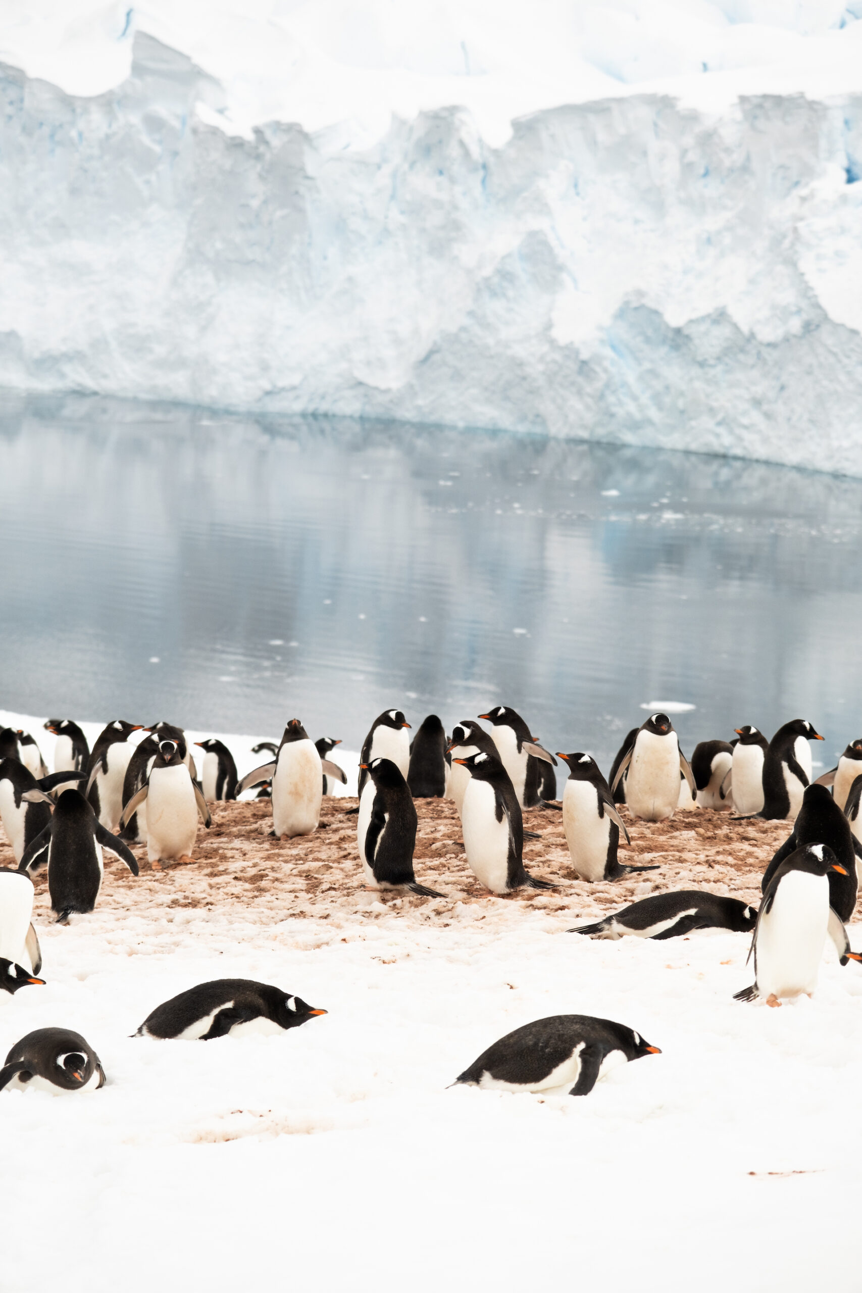 penguin colony in Antarctica