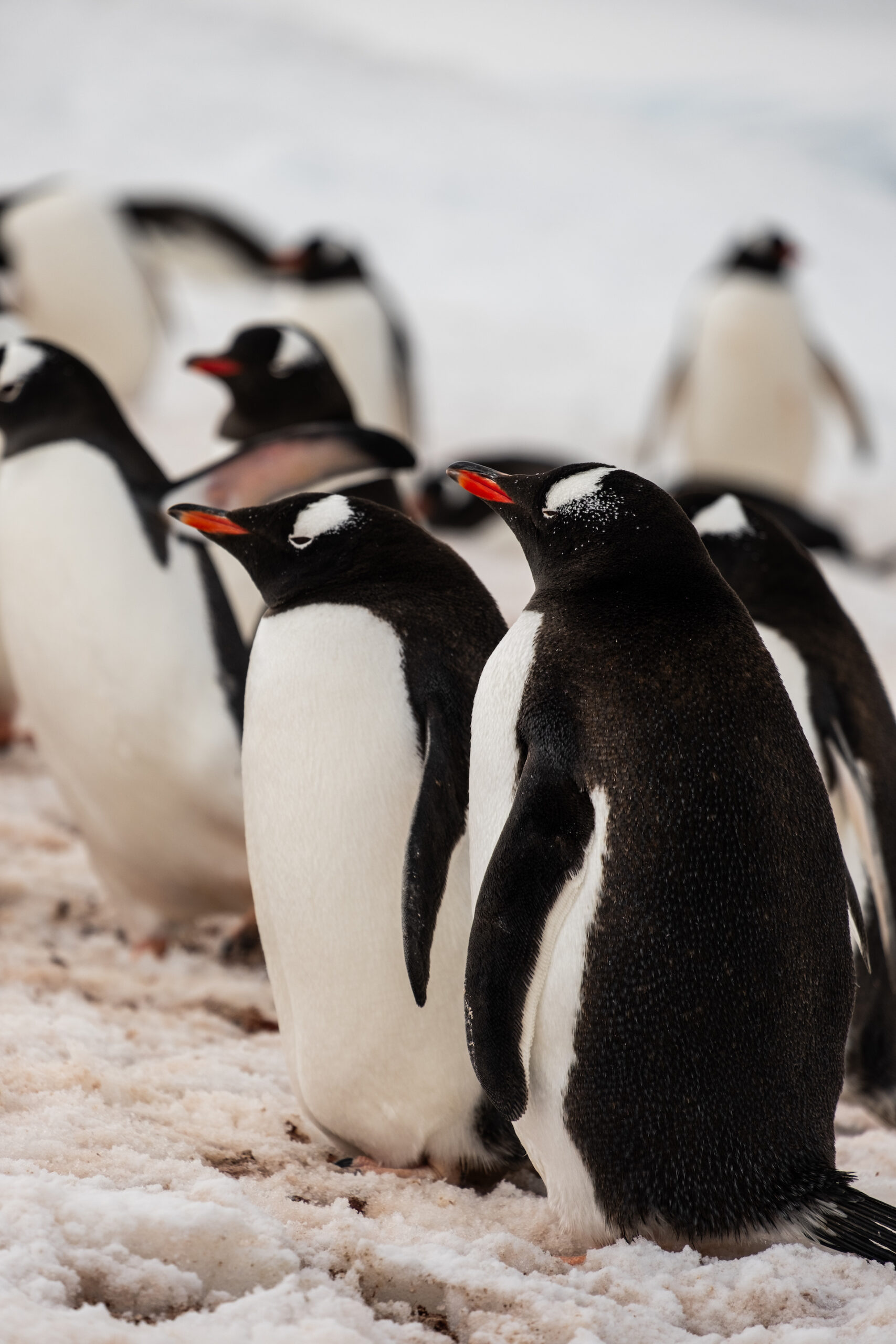 Gentoo Penguins