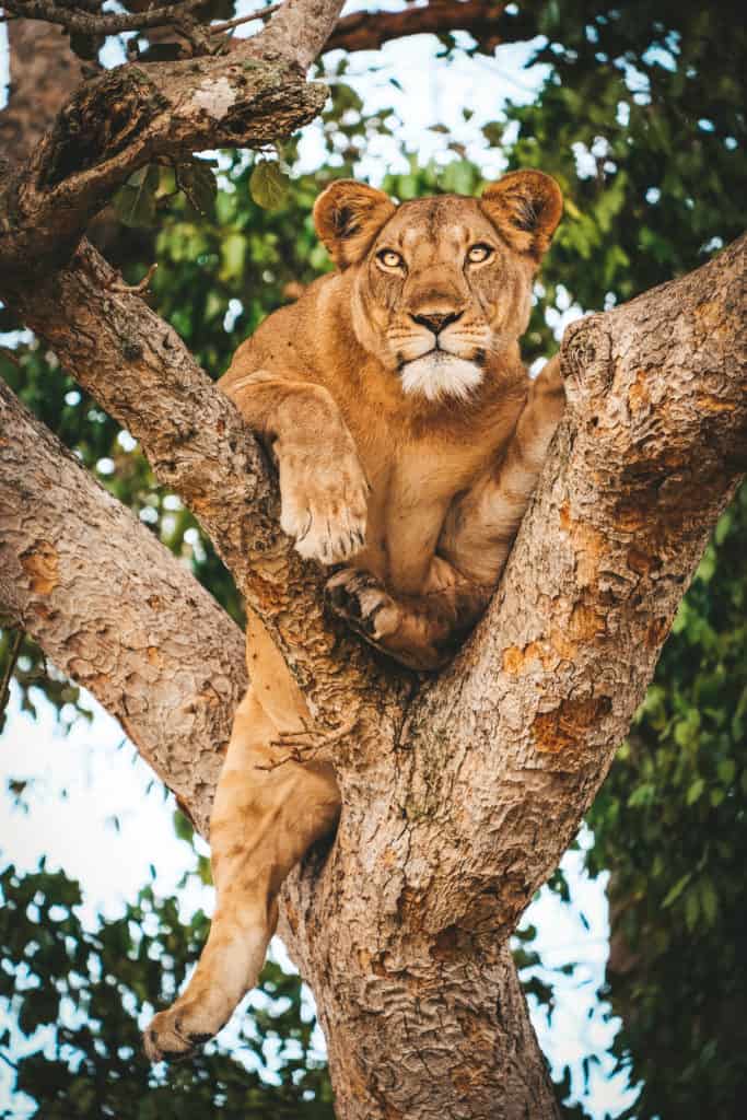 Best Cameras for Safari