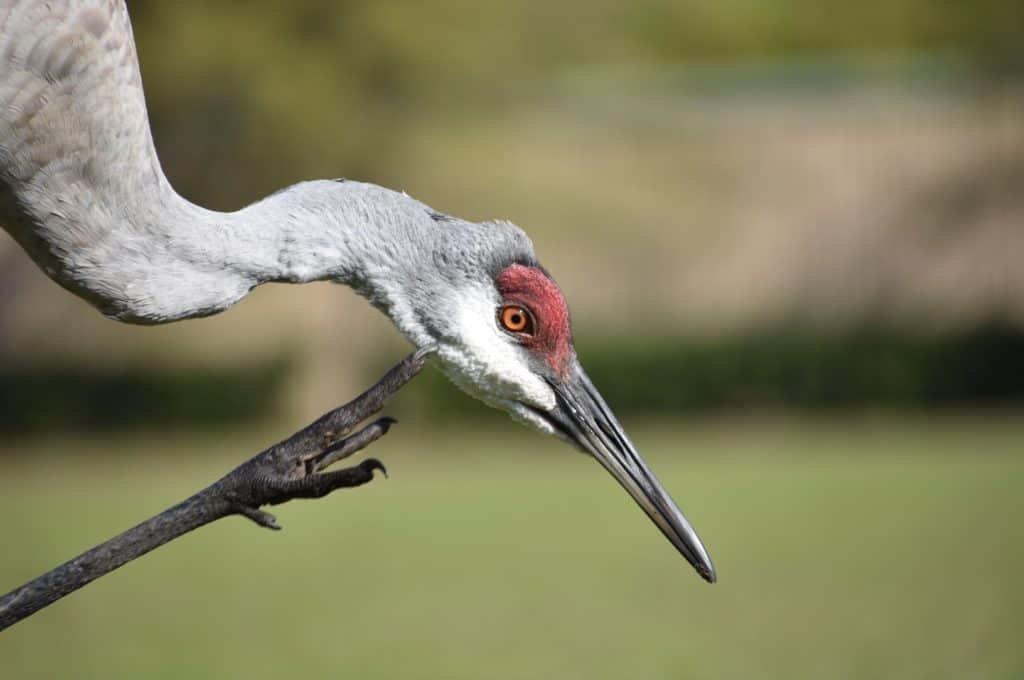 Ethical Wildlife Experiences