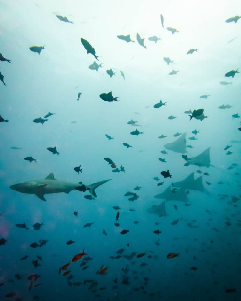 Diving in Maldives