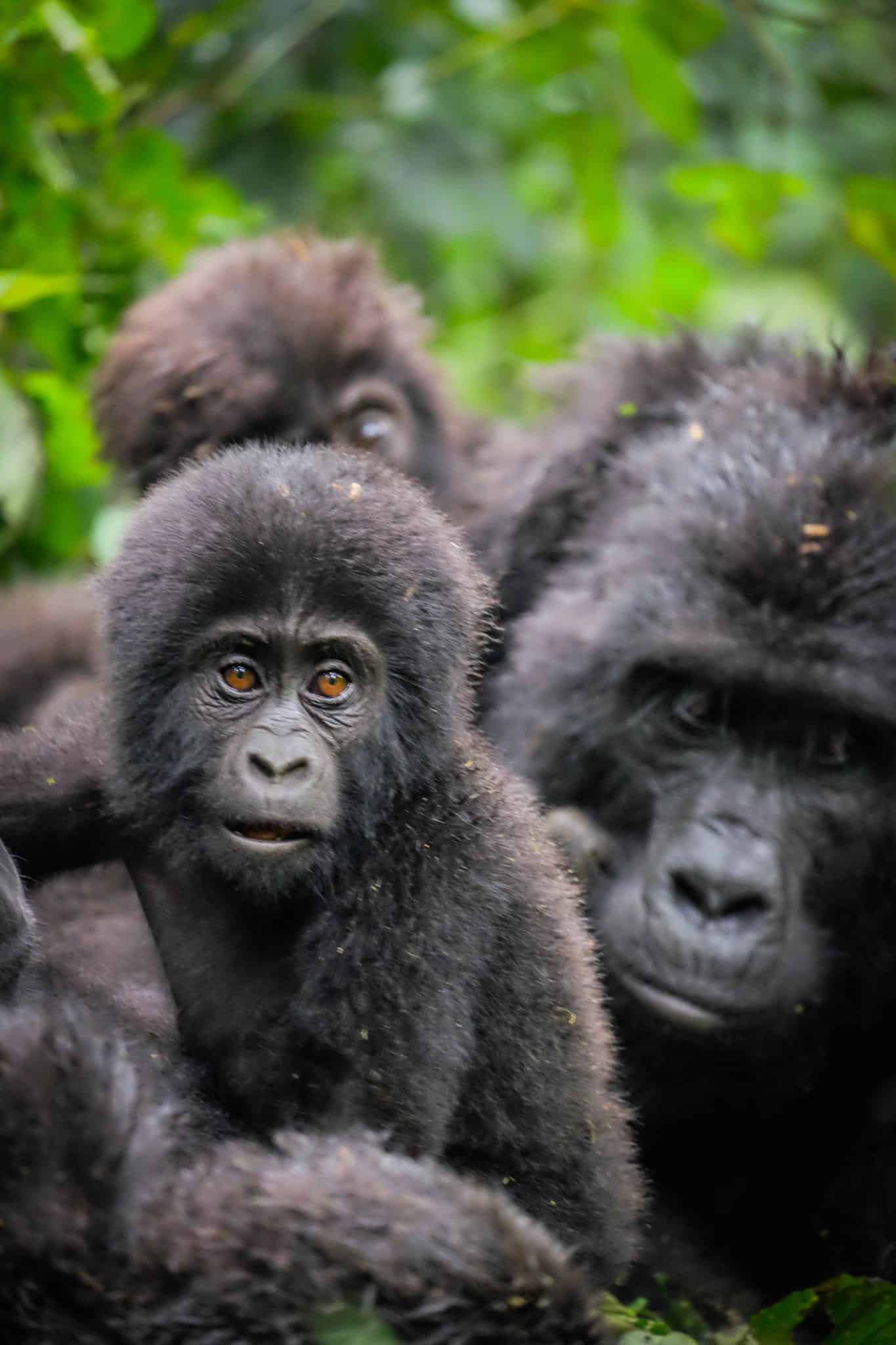 Gorillas in Uganda