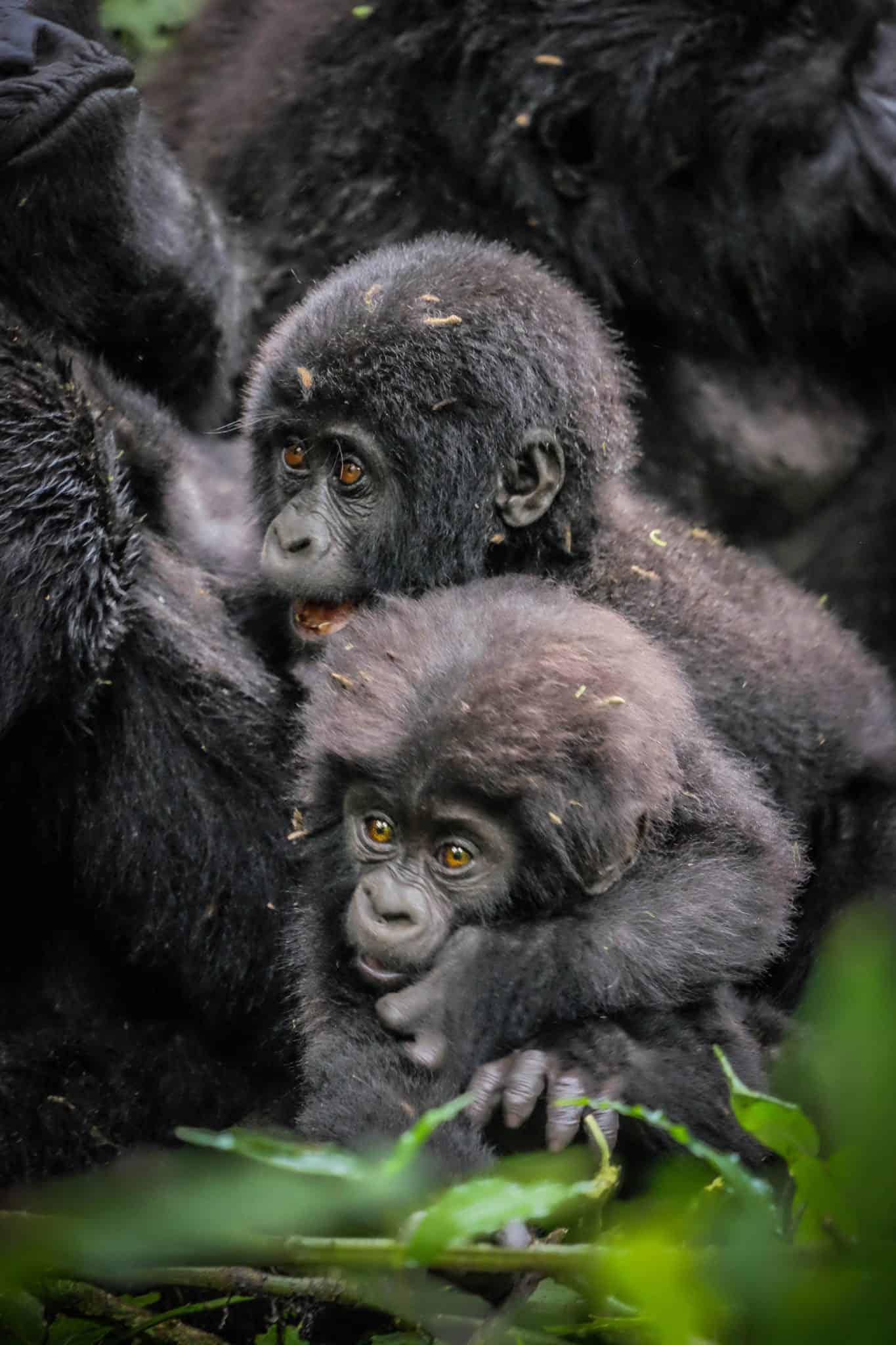Gorilla Trekking in Uganda