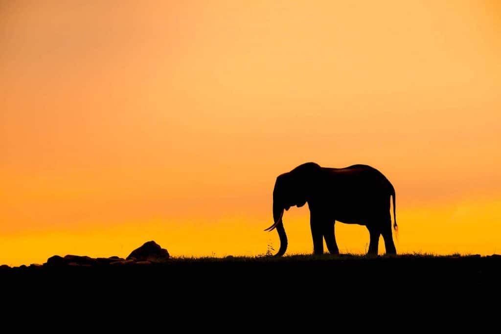 Elephants in Zimbabwe