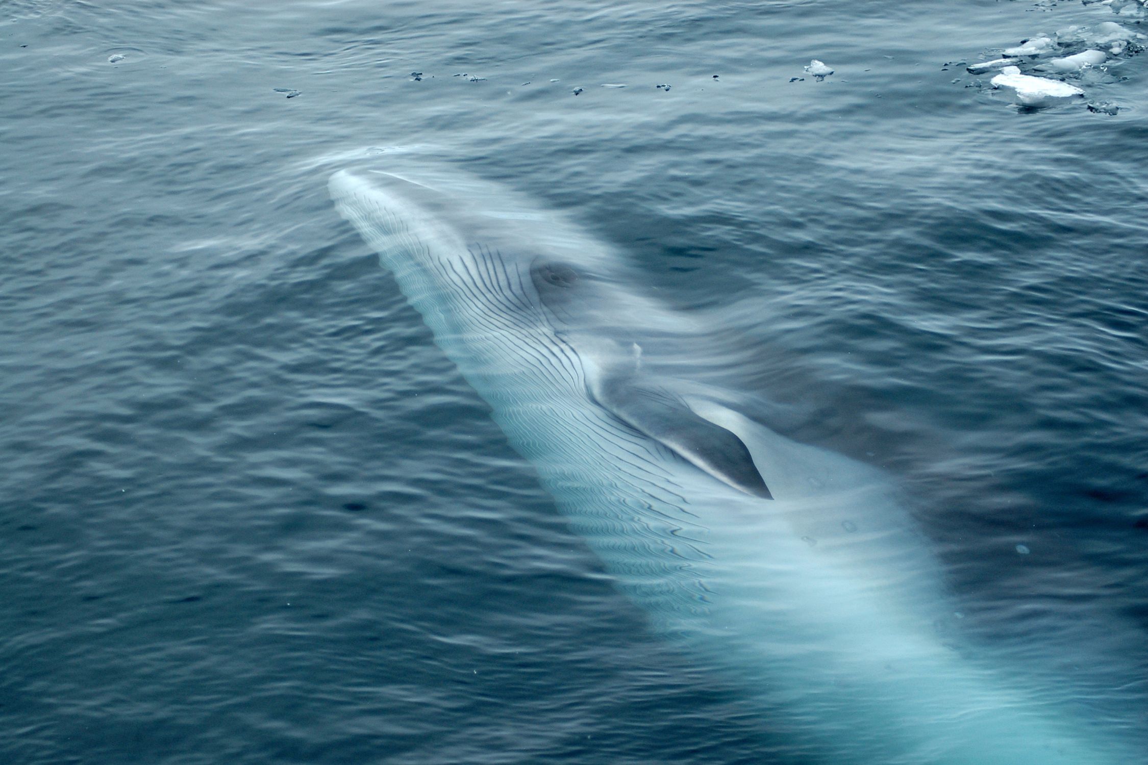 Dwarf Minke Whales