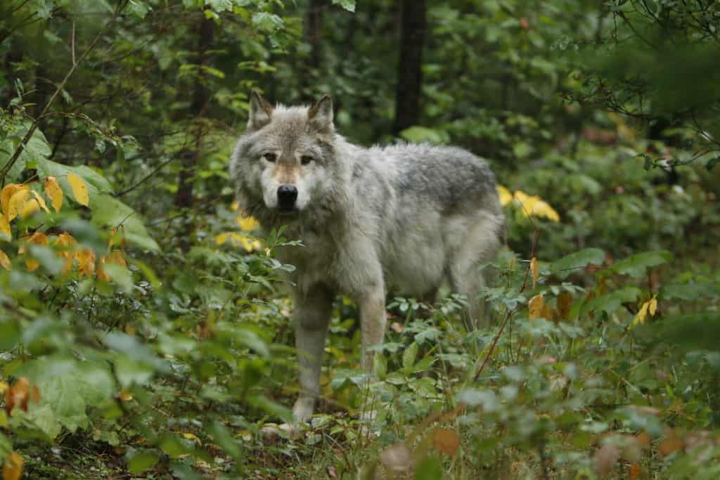Ethical Animal Encounters