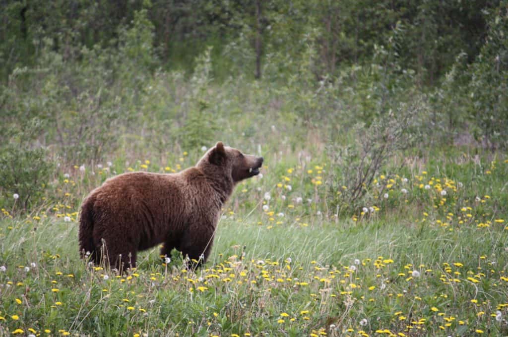 Ethical Wildlife Experiences