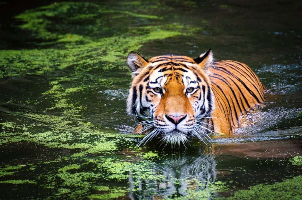 Ethical Wildlife Experiences