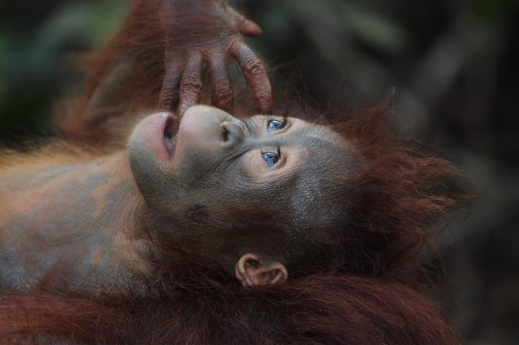 Ethical Wildlife Experiences