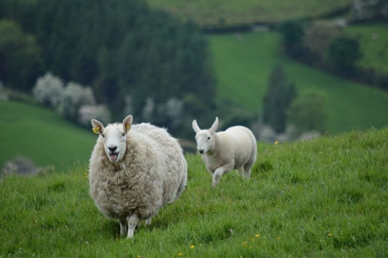 facts about ireland