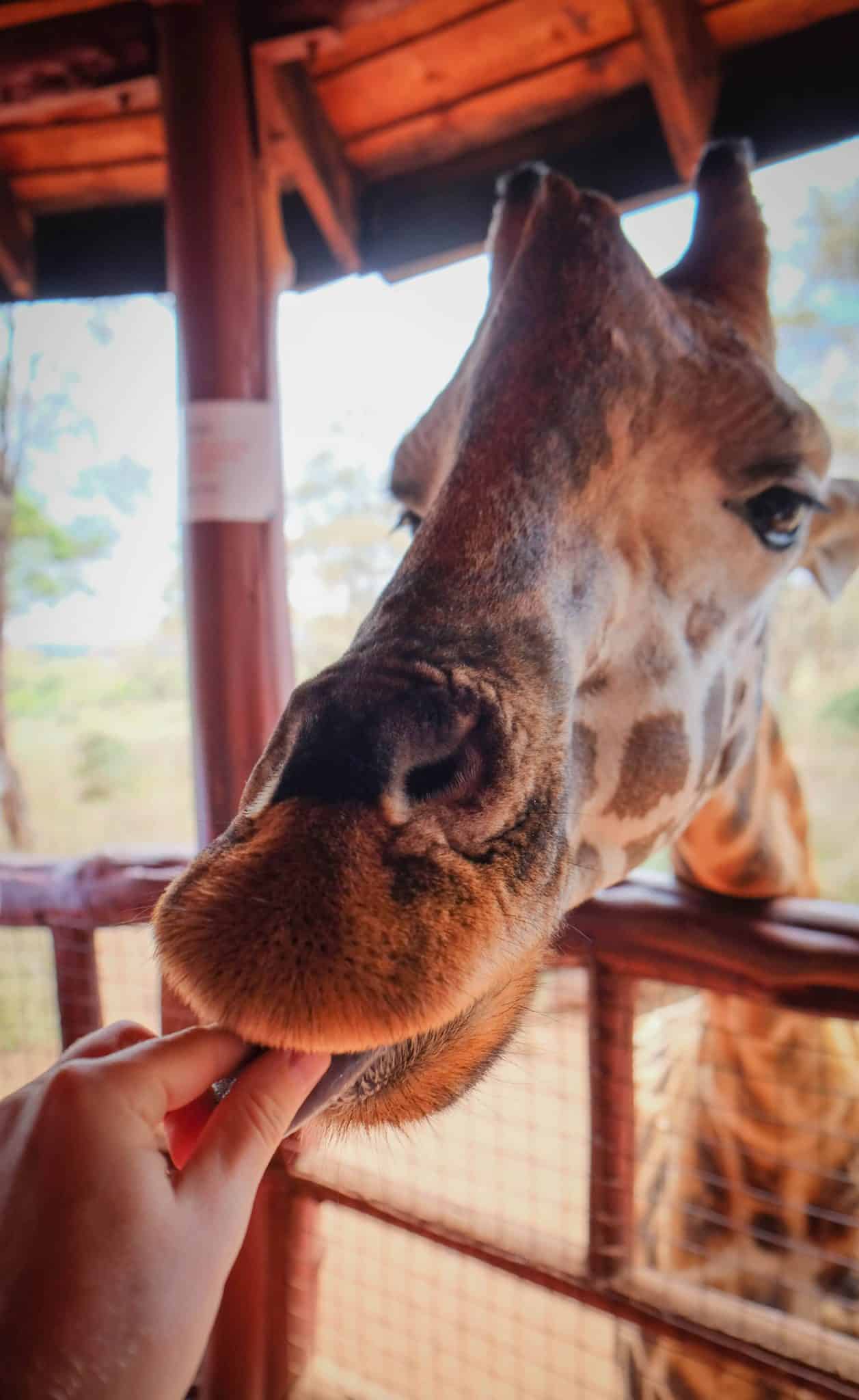 Giraffe Center, Nairobi