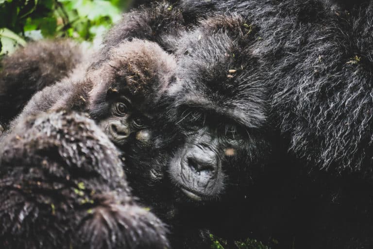 Gorillas in Uganda