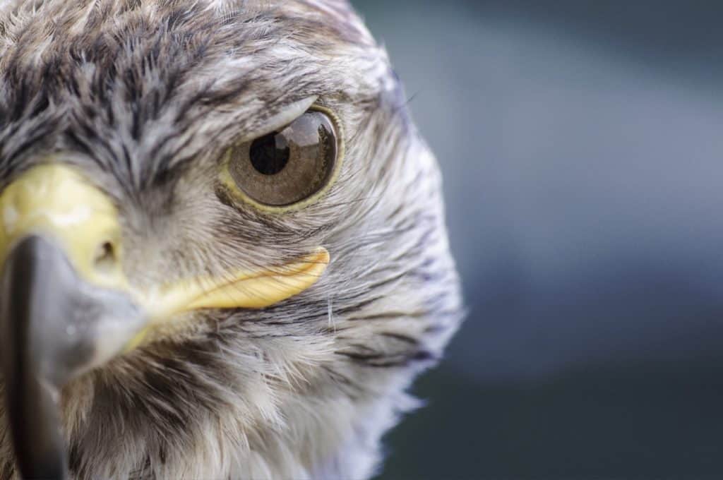Ethical Wildlife Experiences