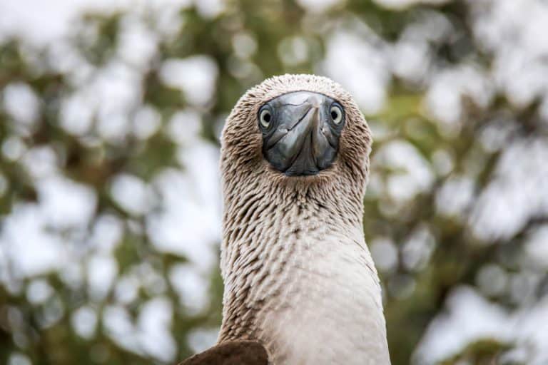 Galapagos Cruise