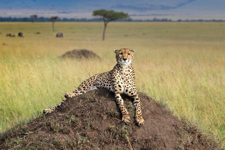 Cheetahs in the Masai Mara