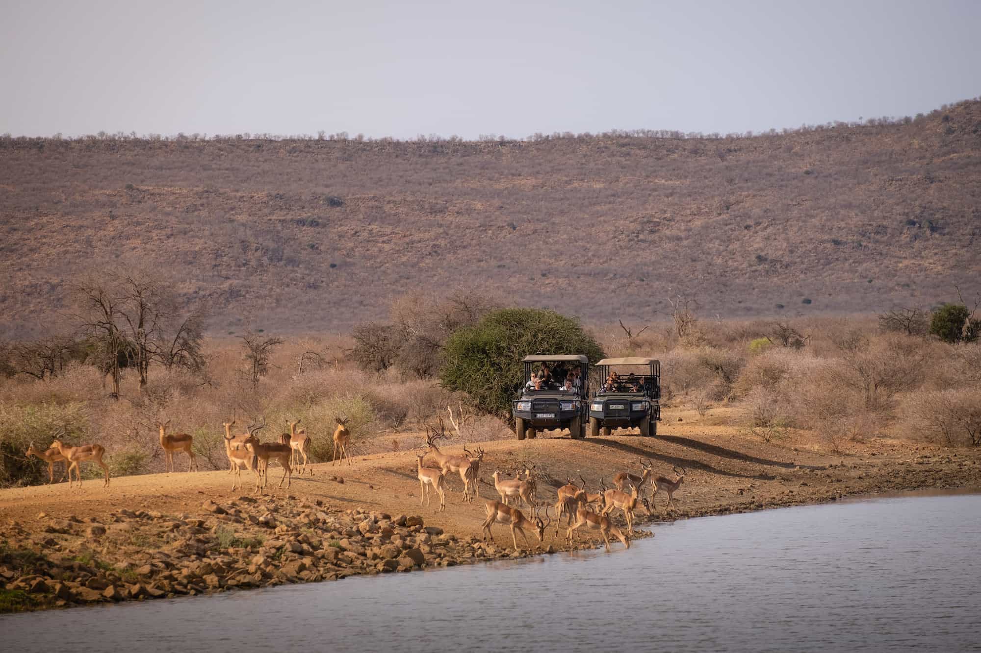 Madikwe Game Reserve