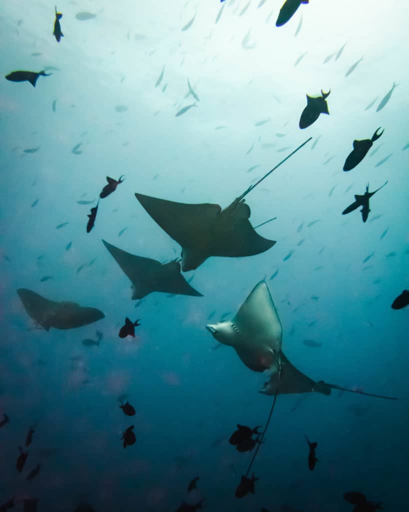 Maldives Diving