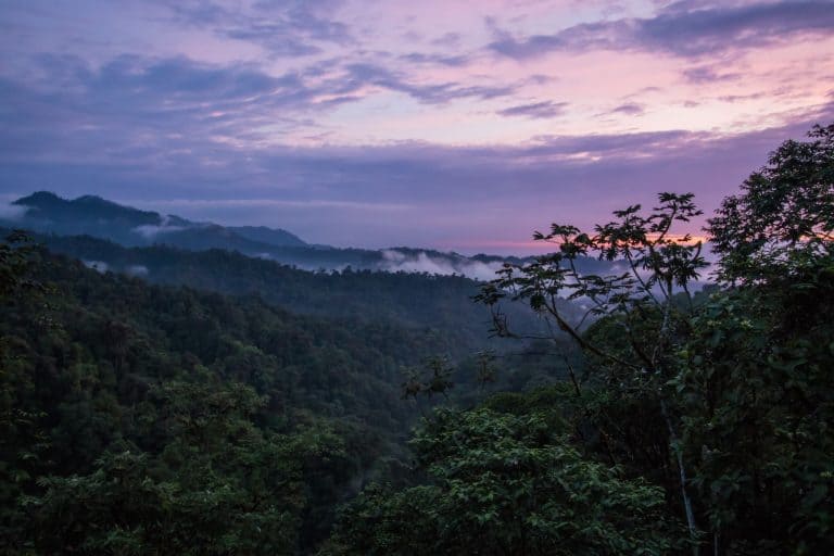 Mashpi Lodge - Forest Evening