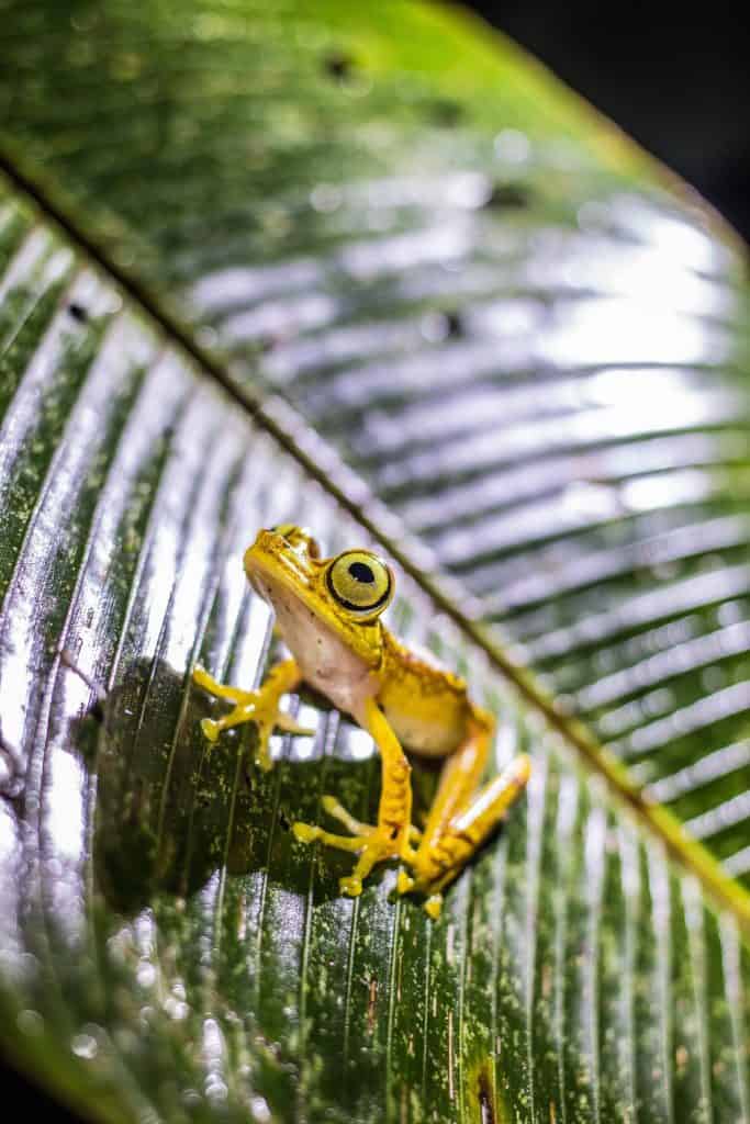 Mashpi Lodge - Night Walk - Tree Frog