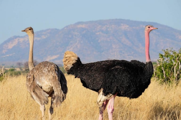 Ostriches in Ruaha