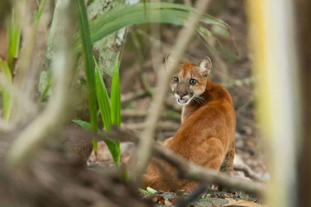 Puma-cub-Corcovado