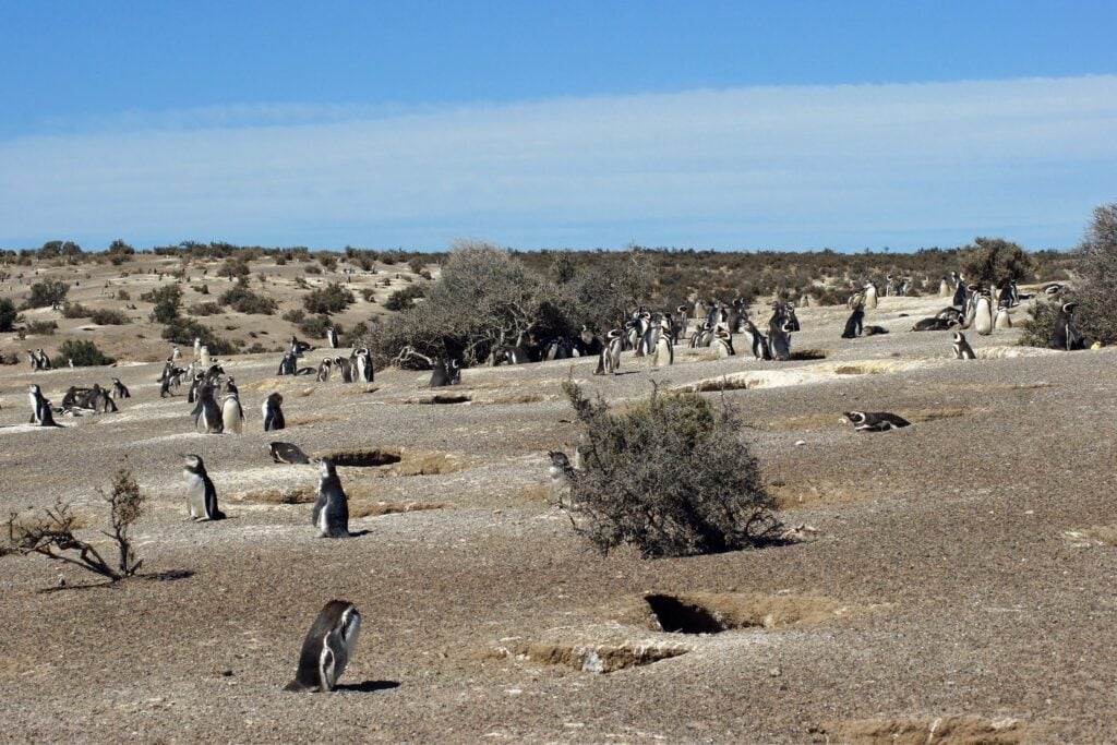 Punta Tombo, Argentina Penguins