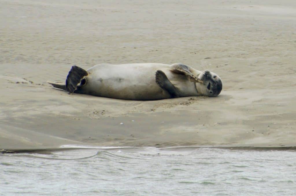 sea lions