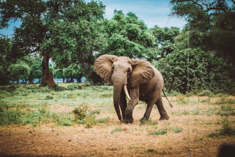 South Luangwa