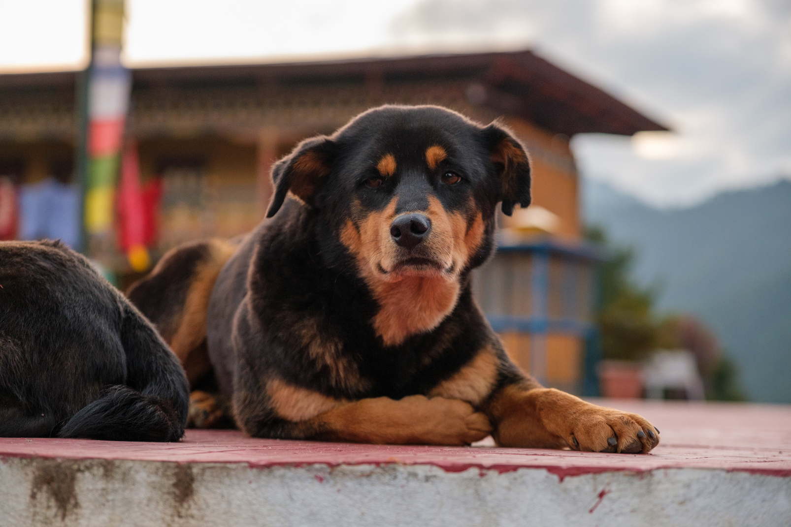 Stray Dogs in bhutan