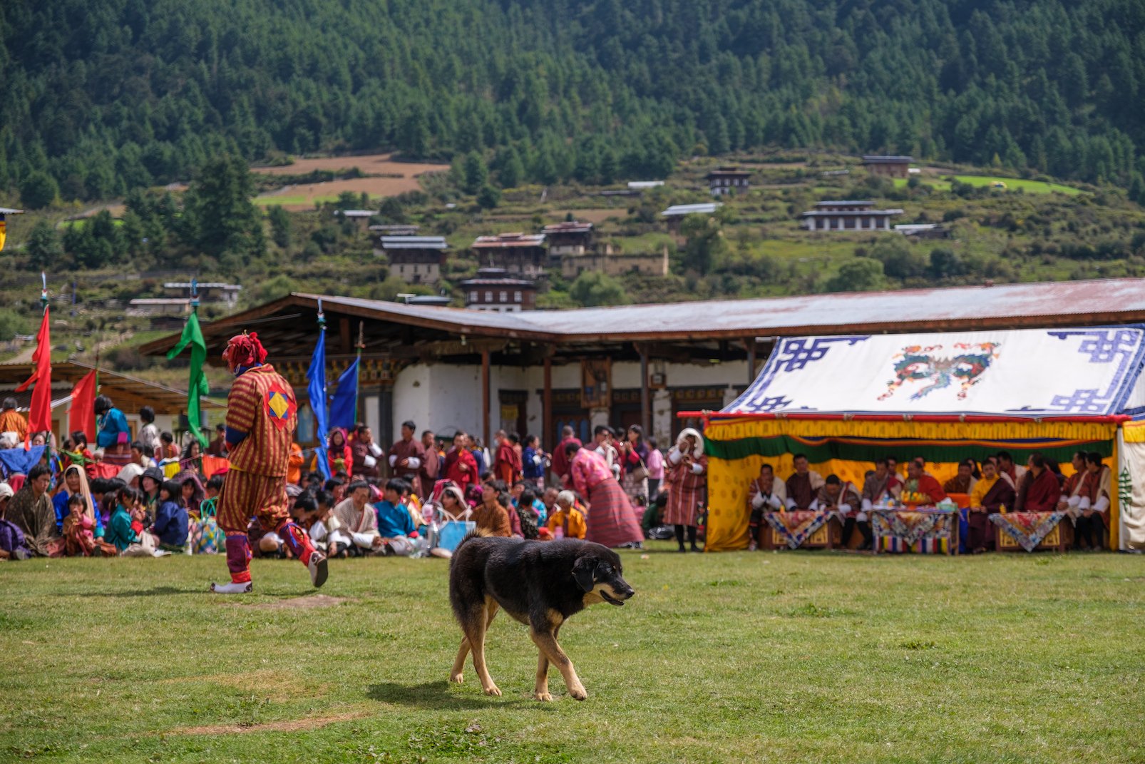 street dogs in bhutan
