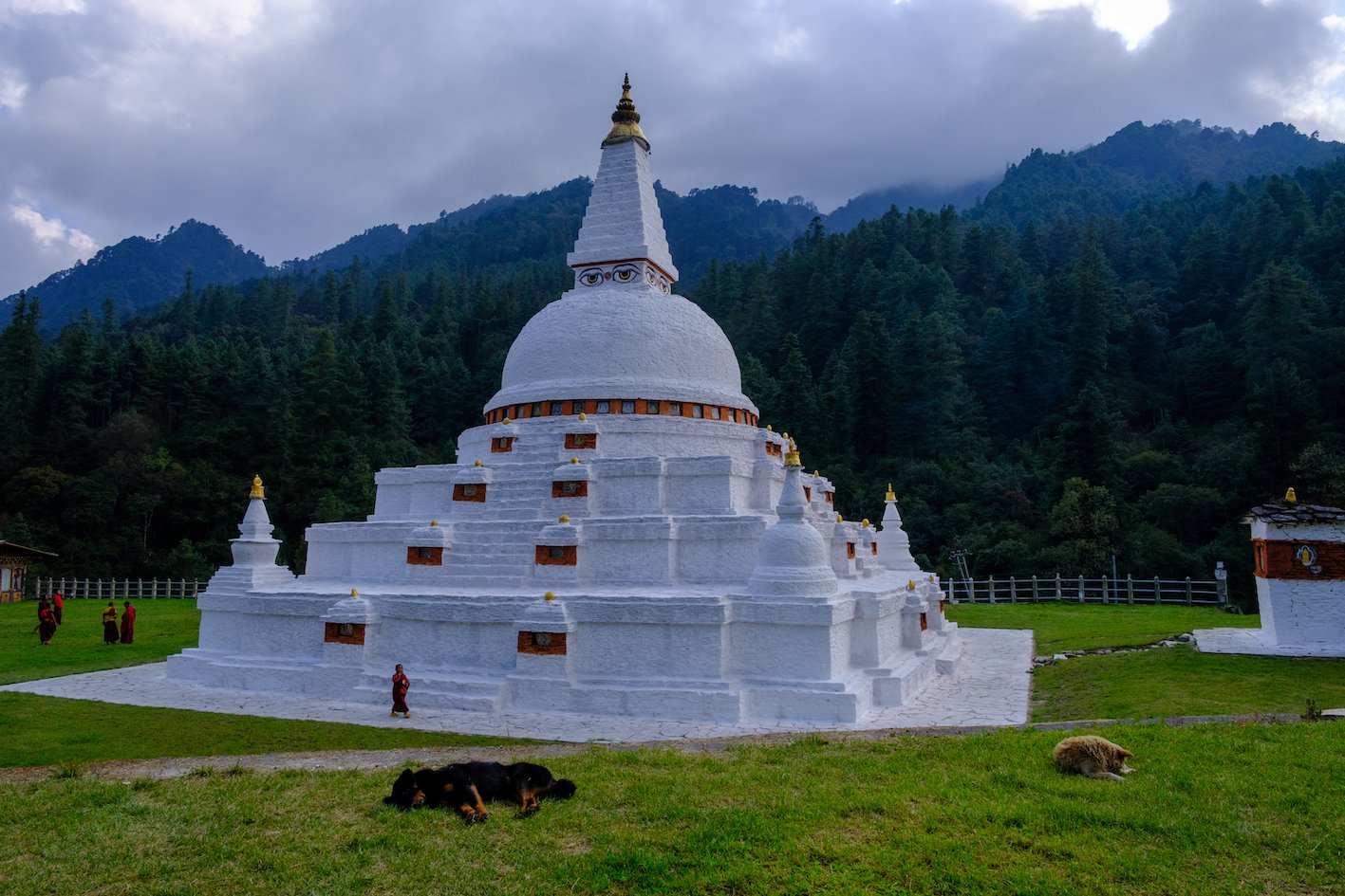 Stray Dogs in bhutan
