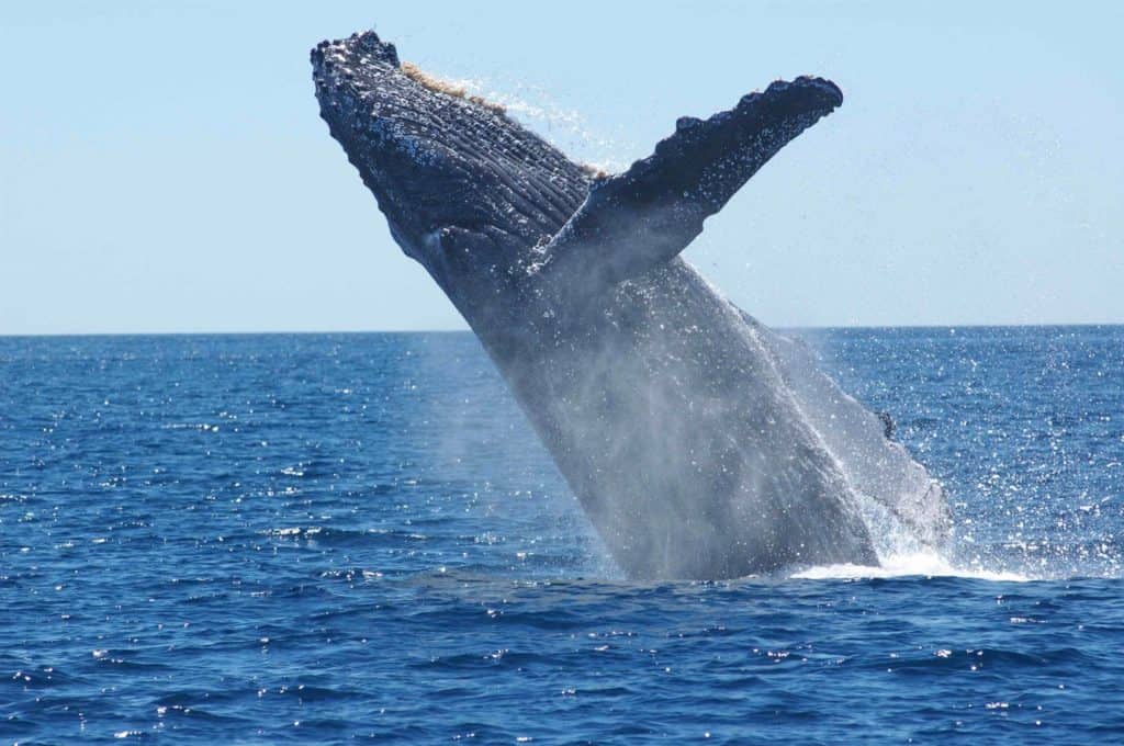Ethical Wildlife Experiences
